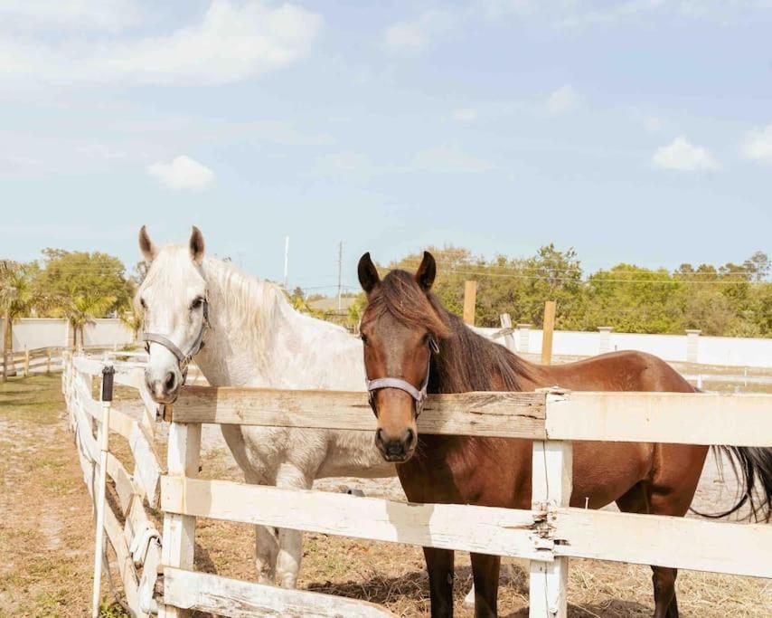 ターポン・スプリングスTampa Bay Oasisアパートメント エクステリア 写真
