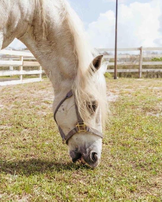 ターポン・スプリングスTampa Bay Oasisアパートメント エクステリア 写真